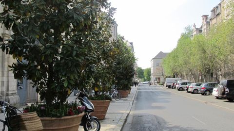 Alignement d’arbres à Angers ©V.Vidril